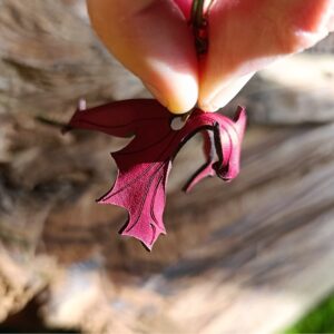 Artefacts de la Sylve 🌙porte clé bébé dragon de mirelune